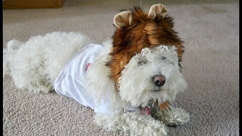 MY DOG HATES DRESSING UP