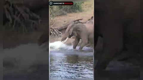 Crocodile attack on elephant