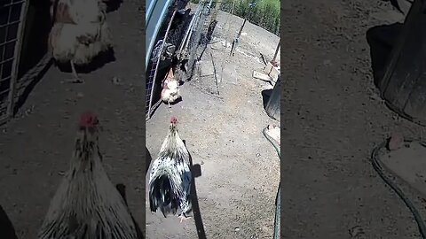12 February 2023 chickens