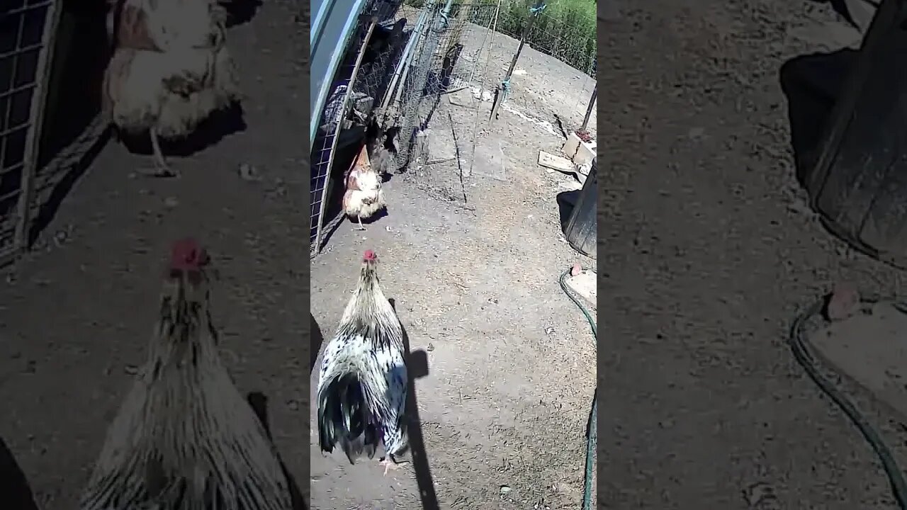 12 February 2023 chickens