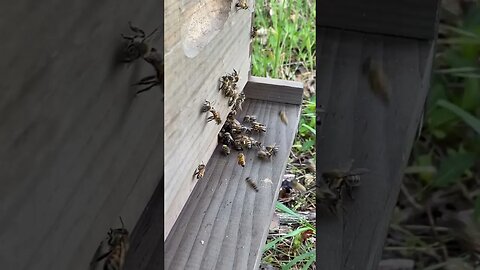 In the flow! #bees #beekeeping #beekeeper #farmlife #homesteading #shorts