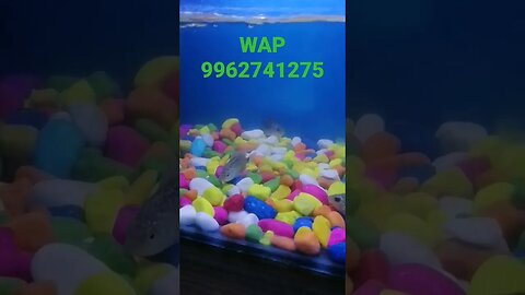 Flipper series freezed Kamfa f3 flower horn fish at midnight, 3am