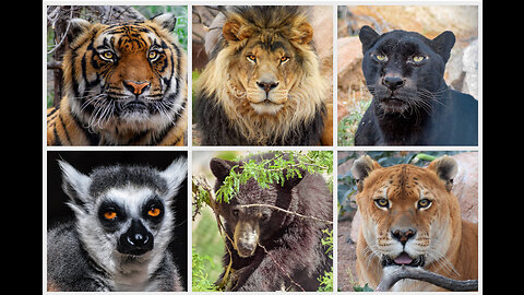 Amazing Scene of Wild Animals - Scenic Relaxation Film (Part 1)