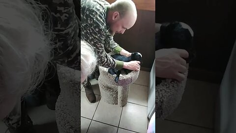 Still in the fight. Goat and Sheep rescue.