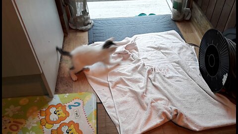 I'll bite anything.(37day old cat - part2)