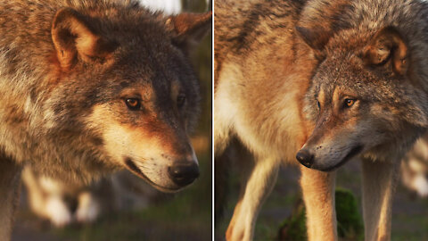 Have you ever seen Wolf