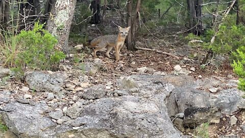 Momma fox warning away my dog