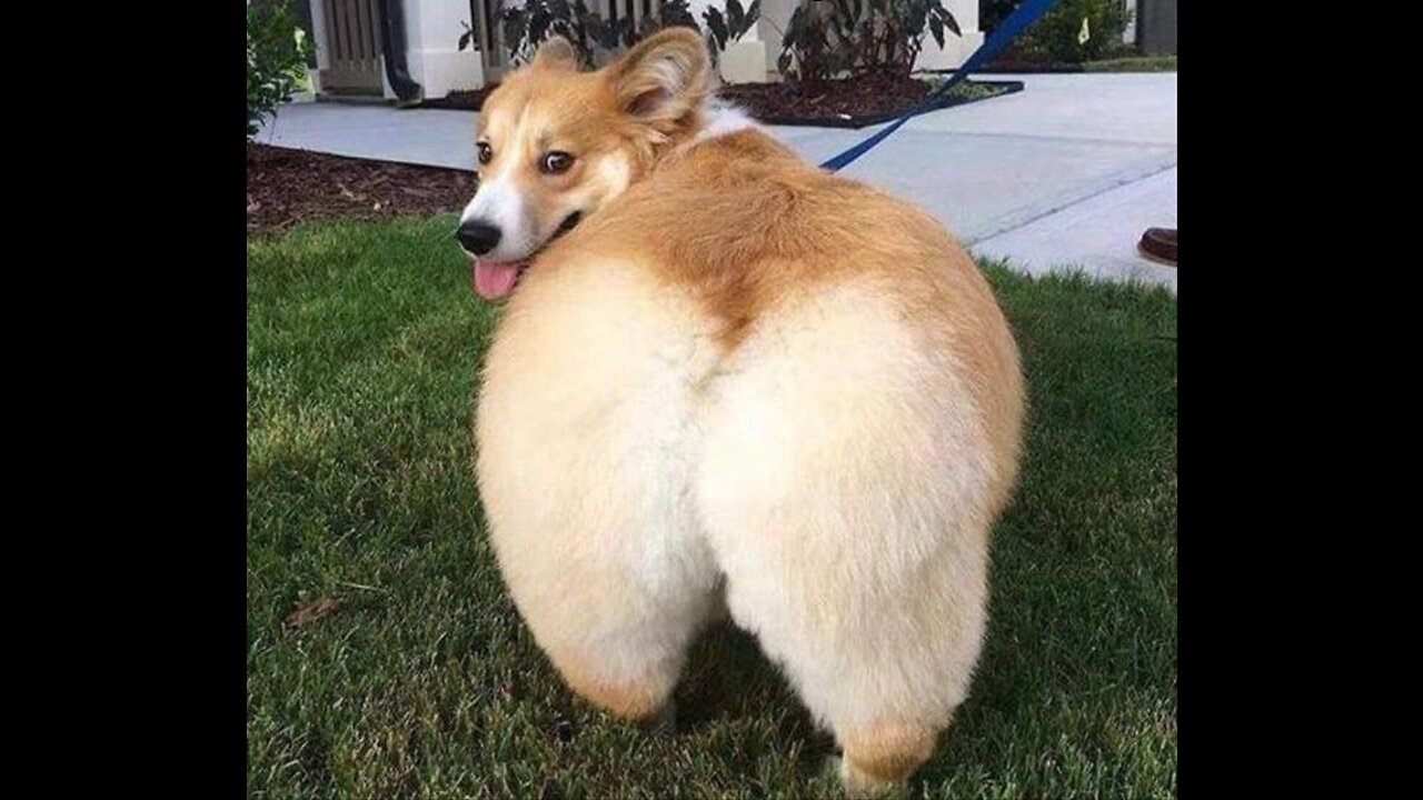 Cute and Funny Animals Compilation