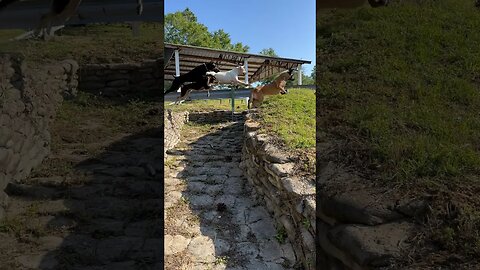 JUMP AROUND