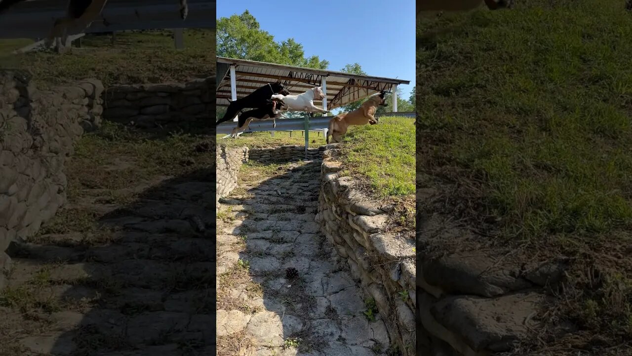 JUMP AROUND