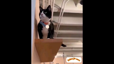 intelligent puppy dog 🤣🤣 Amazing video