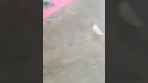 Тайский бобэр курва