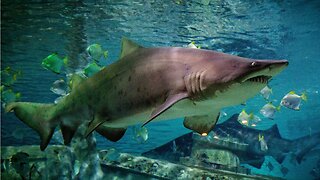 ‘Shark Week’ Coming Soon