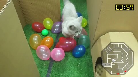 Cat Kitten 🐈 Hamster 🐹 vs Rabbit🐇 Who is the BEST Battle in the GAINT Maze with Life of Pets Hamh