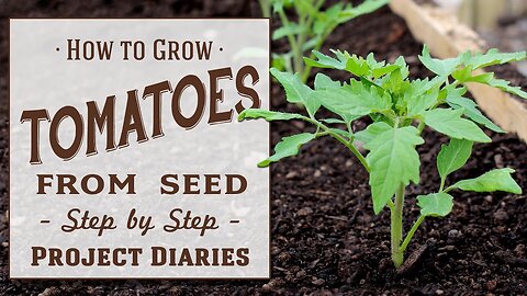 How to Grow Tomatoes from Seed