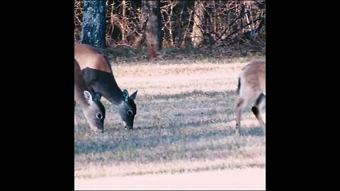 Deer in a Georgia Field