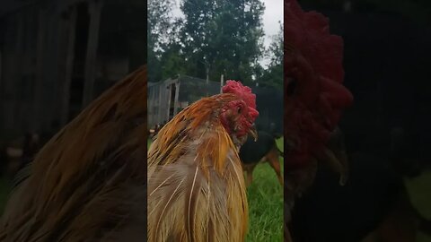 #chickens #chickenshorts