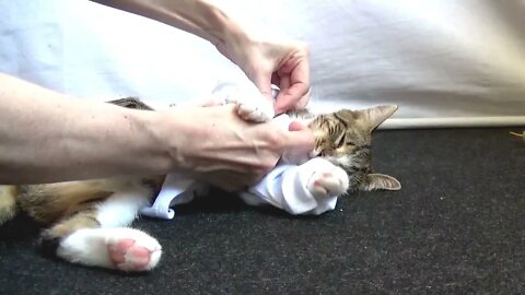 Kung Fu Cat Is Getting Ready to Fight