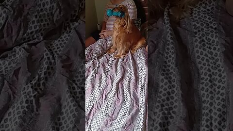 #dogshow , #animals , #dogs , #shorts