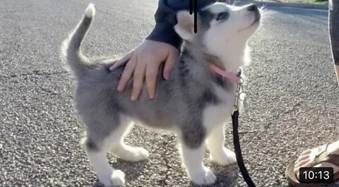 Husky Puppies Funny Compilation