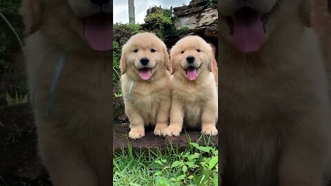 Funny animals