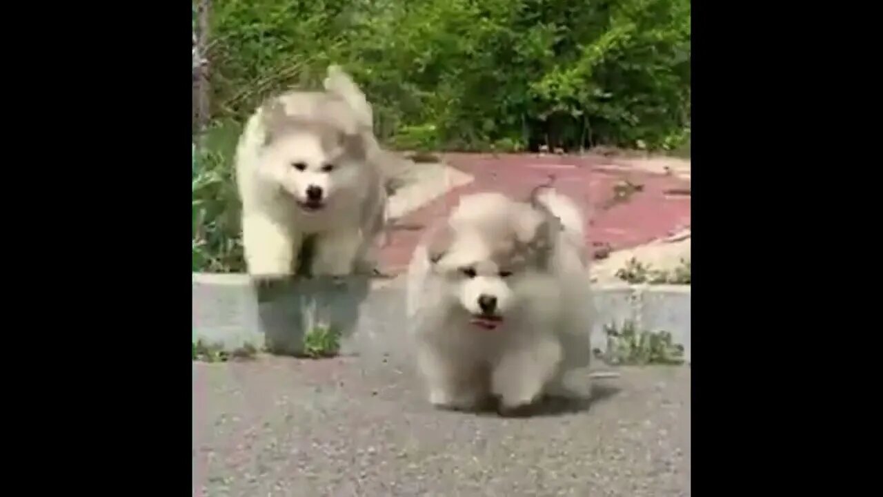 Clumsy Malamute Puppies Constantly Trip Over Themselves