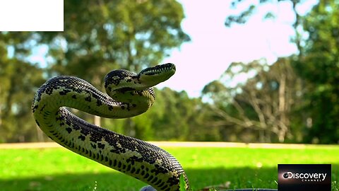 Learn wild animals in English