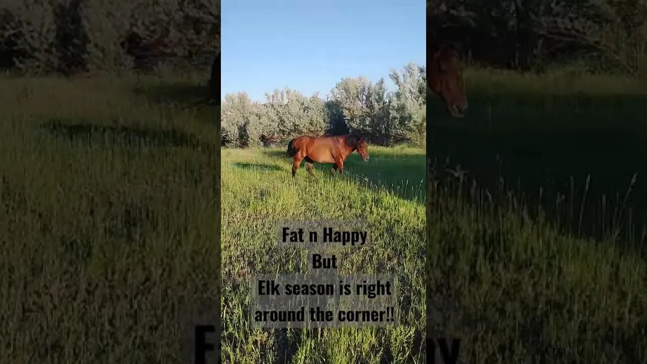 Fat N Happy but elk season is right around the corner