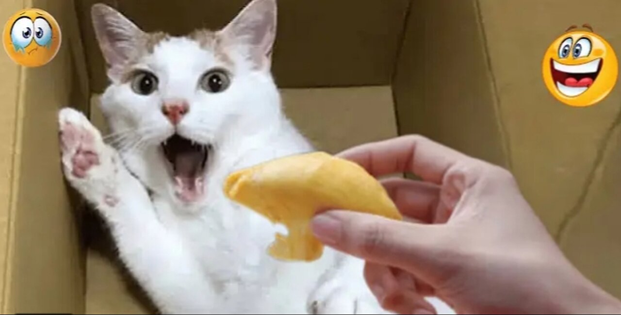 You won't believe this Hilarious Animals fails😂
