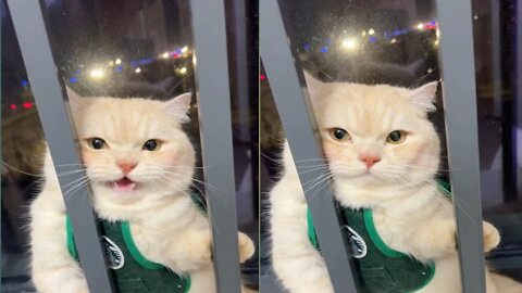 Meaow Cat Sound