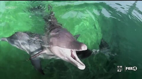 Students study species of dolphin