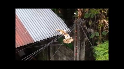 cats fight and fall off the roof