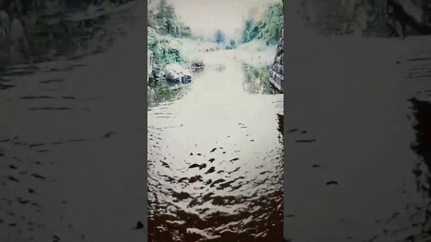 Waterworks Shorts 37