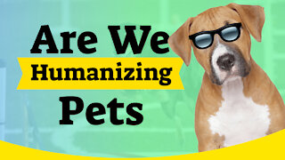 Are We Humanizing Pets - What Does It Mean To Humanize Your Pet