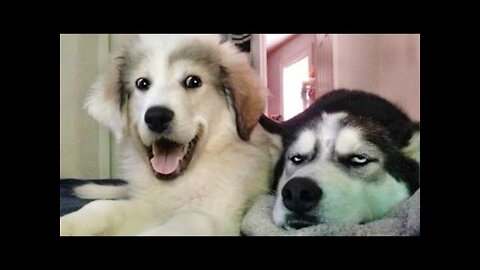 Funniest Dog videos compilation 🤣 will make you LOL | FUNNY DOG Videos