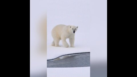 Polar bear can do what?