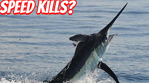 How Fast IS The Black Marlin?