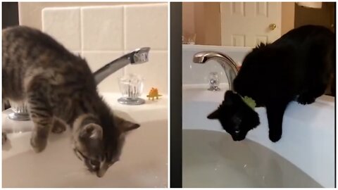 My cat fell into the water