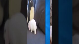 Animais Fofinhos (Cute Animals) #shorts