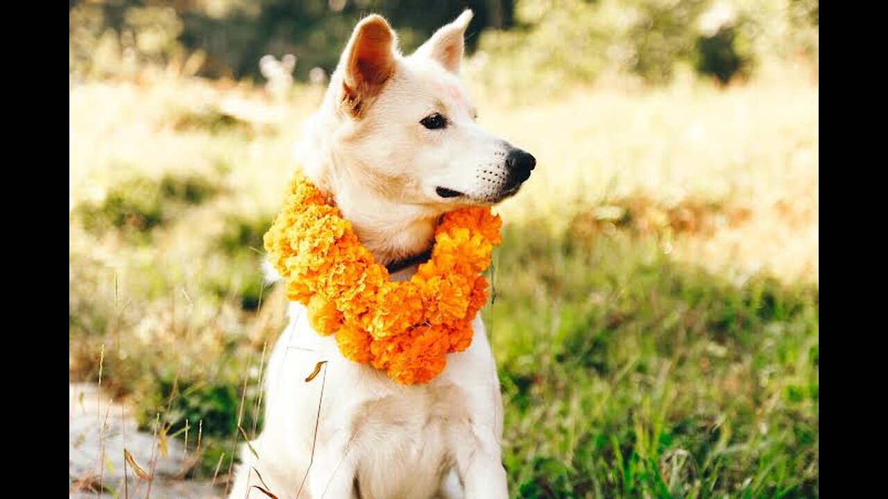 Special festival in nepal