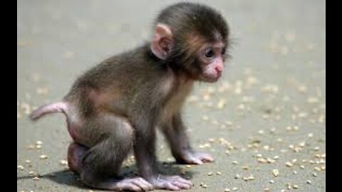 Feeling Disappointed Baby Newborn monkey part 2