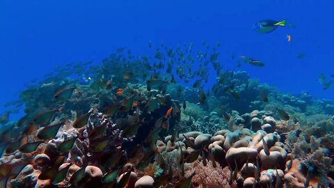 pexels adrien jacta 5358755 os peixes no oceano #shorts