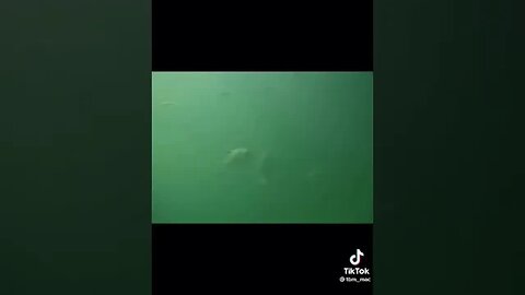 Possible Mermaid 🧜‍♀️