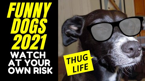 WEIRDLY & STUNNINGLY FUNNY DOGS 2021