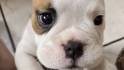 Amazing dogs 🐶 trending video