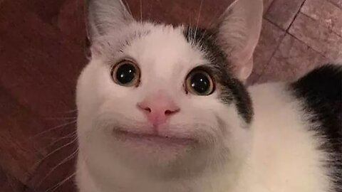 Funny Cat Compilation Video On Internet #1