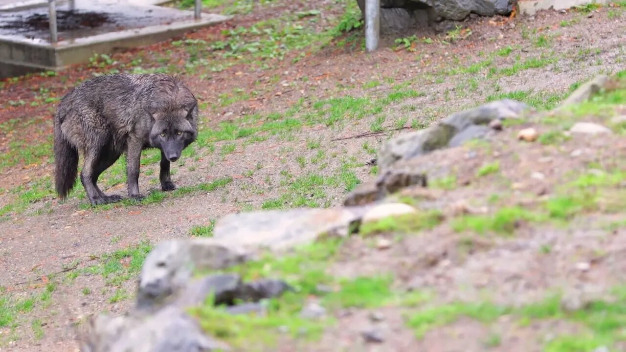 This Wolf appears to be frightened and worried about human harm1
