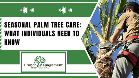 Expert Palm Tree Trimming Services