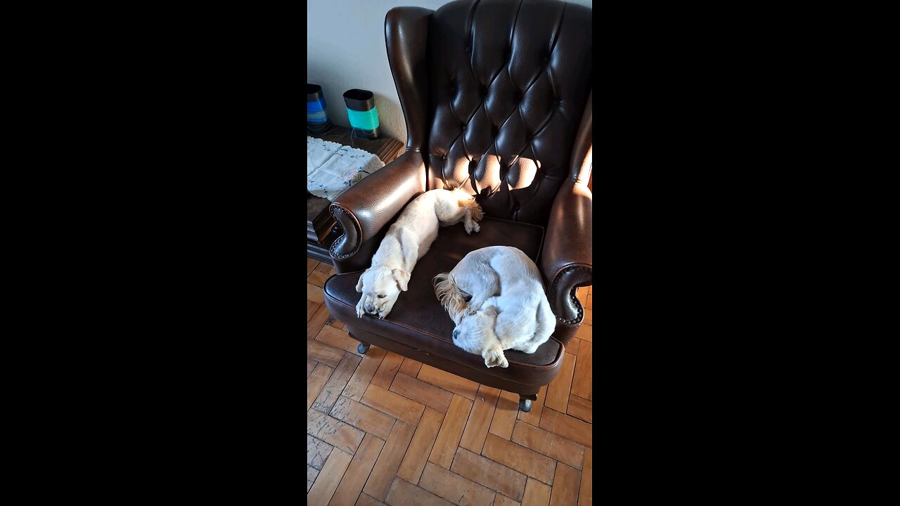 Cachorras descansando