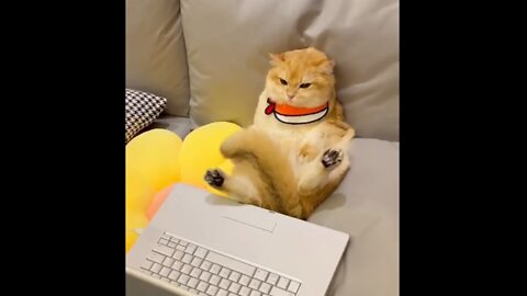 Cute cat is looking at beauty🐱